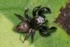 Evarcha arcuata